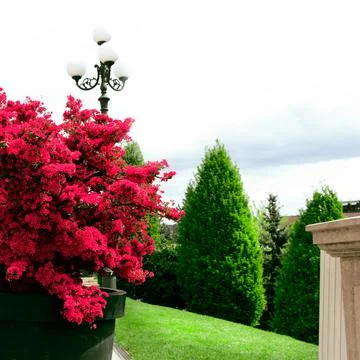 Red azalea bush Stock Photos