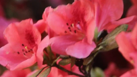 Red azalea flowers in bloom Stock Footage 75042753