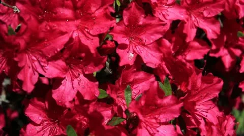Red azalea Stock Footage