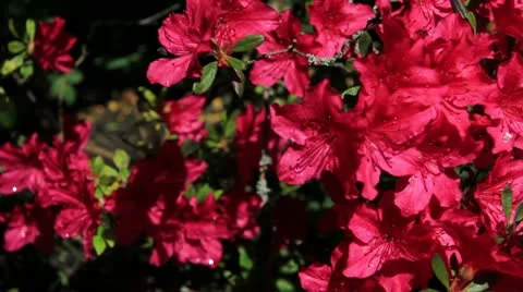 Red azalea Video stock 11130395