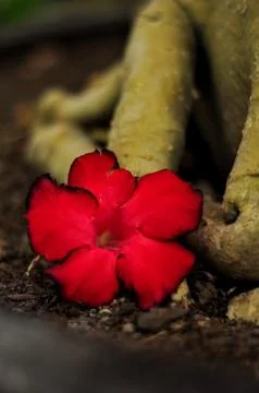 Red azalea Stock Photos