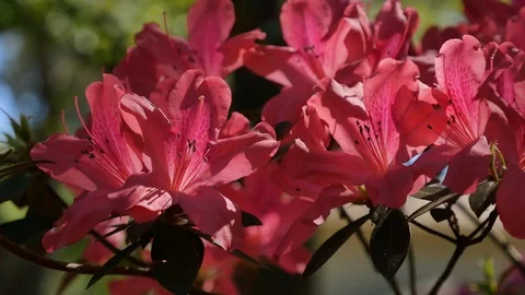 Red Azaleas 1 Stock Footage 87134866