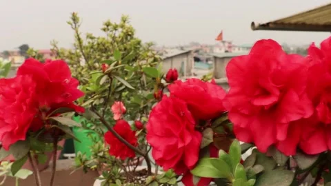 Red Azaleas blooming Stock Footage 247650823