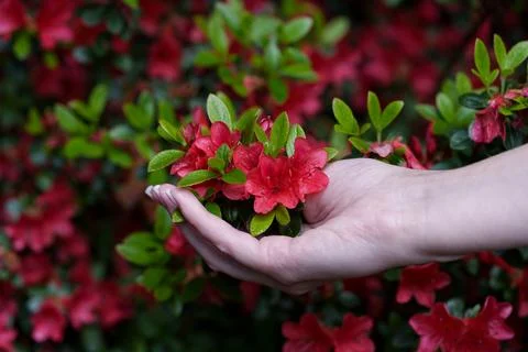 Red azaleas in hands Stock-Fotos