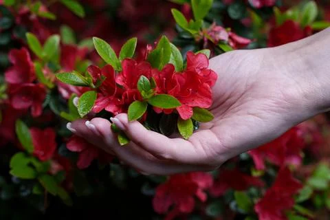 Red azaleas in hands Fotos Stock