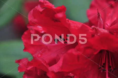 Red Azaleas Stock Photos