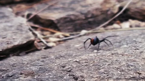 The Red Back 스톡 동영상 244687269