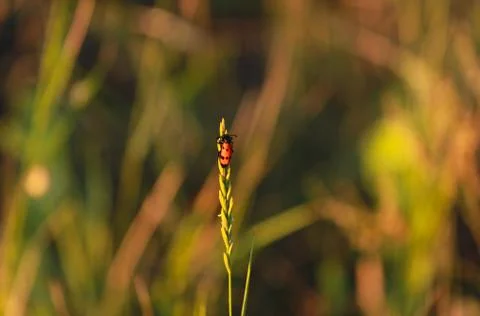 Red Back Stock Photos