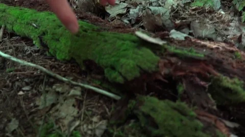 Red back salamander in forest Stock Footage 81832162