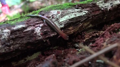Red back salamander in a tree log Video stock 81820764