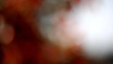 Red backdrop Stock Photos