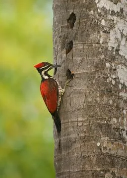 Red-backed Flameback Dinopium psarodes, striking red black woodpecker endem.. Stock Photos