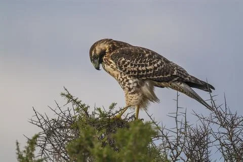 Red-backed Hawk, Variable Hawk (Buteo polyosoma) Juvenile Stock-Fotos