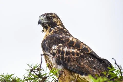 Red-backed Hawk, Variable Hawk (Buteo polyosoma) Juvenile.Peninsula Valdes  C Stock-Fotos