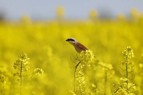 Red Backed (Lanius collurio) perched on a rapeseed flower in an agricultura.. Stock Photos