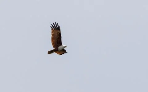 Red backed sea eagle in flight (brahminy kite) Stock Photos