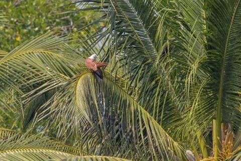 Red backed sea eagle in flight (brahminy kite) Stock Photos