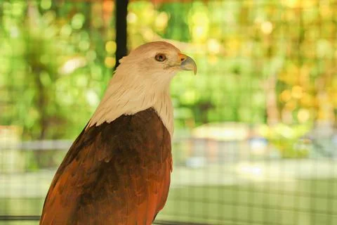 The Red-backed sea-eagle Stock Photos