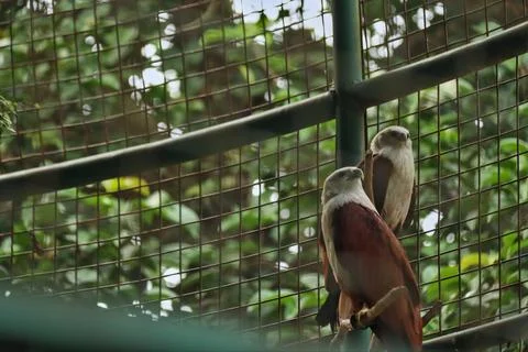 The red-backed sea-eagle Stock-Fotos