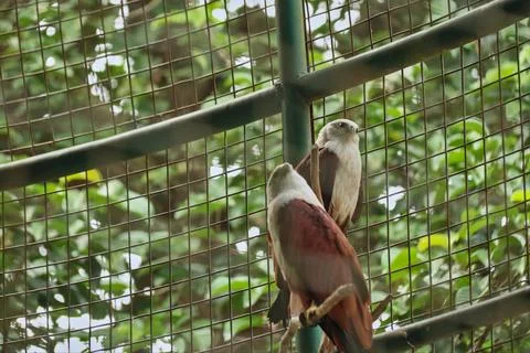 The red-backed sea-eagle Stock Photos