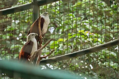The red-backed sea-eagle Stock Photos