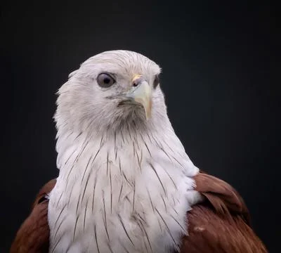 The red-backed sea-eagle Stock Photos