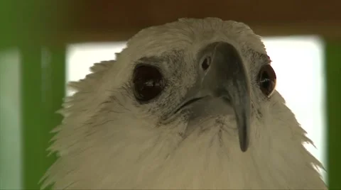 Red-backed Sea Eagle in zoo cage, head close up shoot, Bali, Indonesia Stock-Footage 65216896