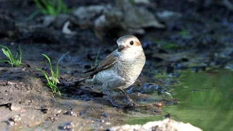 The red-backed shrike bird drinking water, Lanius collurio Stock Footage 197758477