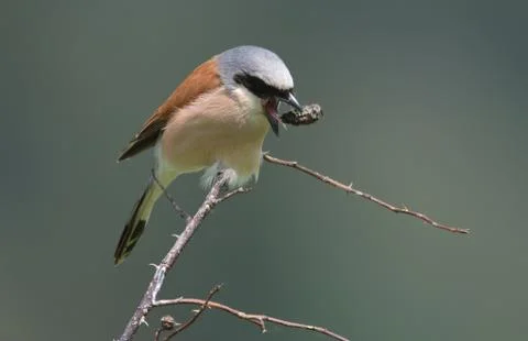 Red-backed shrike on the branch of wild rose with pellet Stock Photos