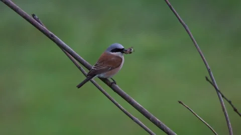 Red-backed shrike with captured beetle sitting on tree branch Stock Footage 328290211