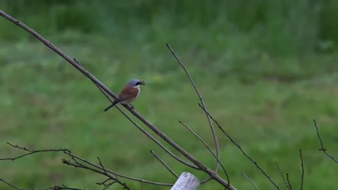 Red-backed shrike with captured beetle sitting on tree branch Stock Footage 328290212
