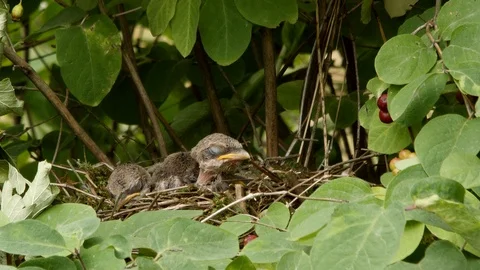 Red-backed Shrike chicks falling in sleep in the nest  - wildlife - stock video Stock Footage 112054142