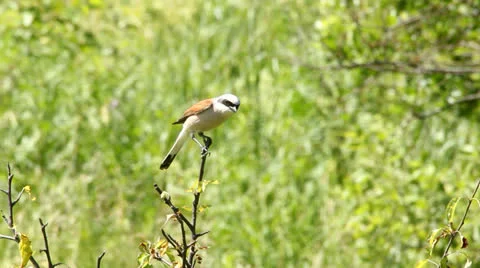 Red backed Shrike Video stock 23390589