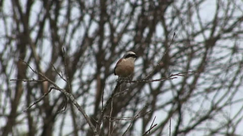 Red-backed shrike Stock Footage 27429787