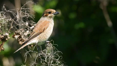 Red-Backed Shrike Видео 249856407