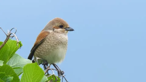 Red-Backed Shrike Stock Footage 331516895