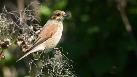 Red-Backed Shrike Stock Footage 332150065