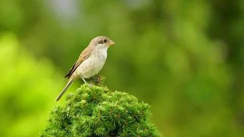 Red-Backed Shrike Vídeo Stock 334879028