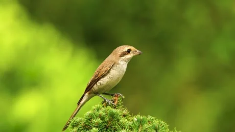 Red-backed Shrike 스톡 동영상 335029708