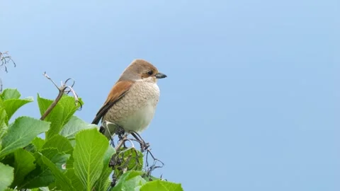 Red-Backed Shrike Stock Footage 337544620