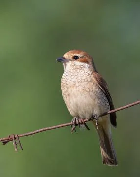 Red-backed shrike, Lanius collurio. A bird sits on a barbed wire fence Stock-Fotos
