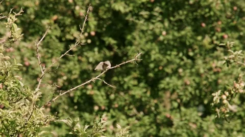 Red-backed shrike perched on bare twig preening in slow motion Stock Footage 335739429