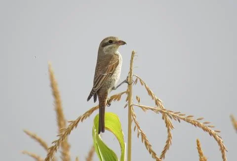 Red-backed shrike perching on a corn stalk Фото
