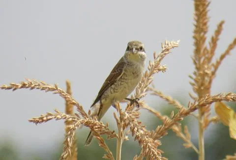 Red-backed shrike perching on a corn stalk 库存照片