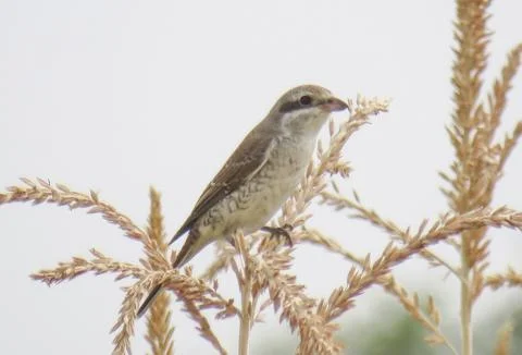 Red-backed shrike perching on a corn stalk Фото