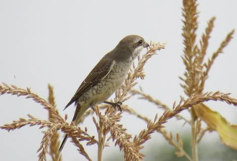 Red-backed shrike perching on a corn stalk Stockfoto's