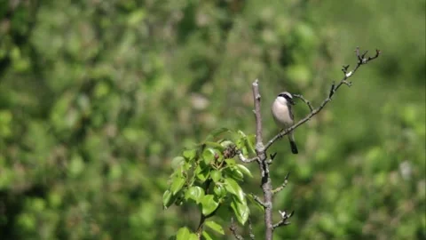 Red-backed Shrike with prey Stock Footage 302540326