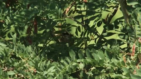 Red-backed shrike with prey hidden behind leaves on a branch Stock Footage 335369242