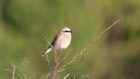  Red-backed shrike sits on a tree branch on summer close up Stock Footage 306392495