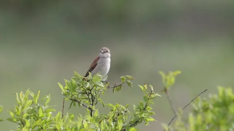 Red-backed shrike sits on a tree branch on summer close up Video stock 306392500